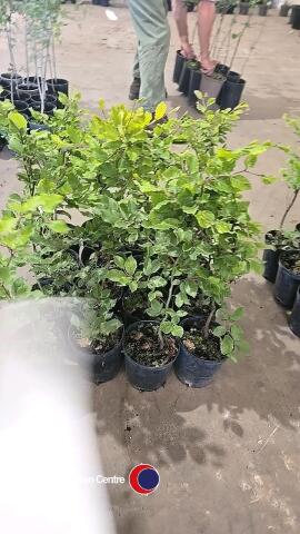 16 x Beech hedging