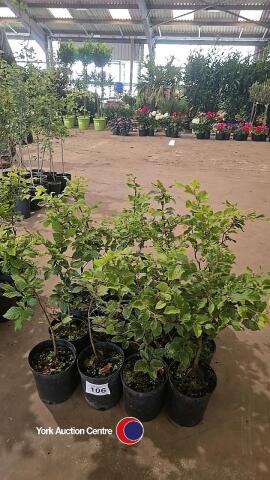 16 x Beech hedging