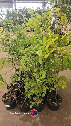 16 x Beech hedging