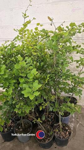 16 x Beech hedging