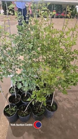 16 x Hawthorn hedging