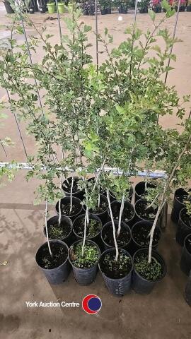 16 x Hawthorn hedging