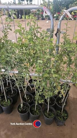 16 x Hawthorn hedging