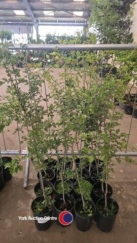 16 x Hawthorn hedging