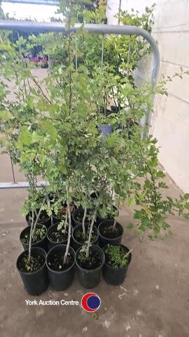 16 x Hawthorn hedging
