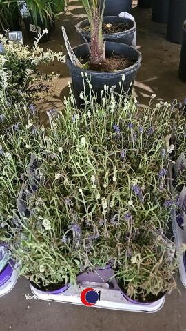 12 x Lavender