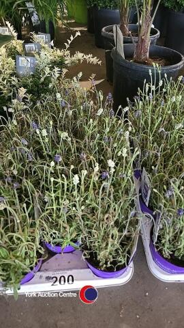12 x Lavender