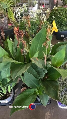 6 x Canna Lily