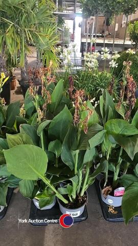 6 x Canna Lily