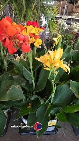 6 x Canna Lily