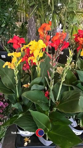 6 x Canna Lily