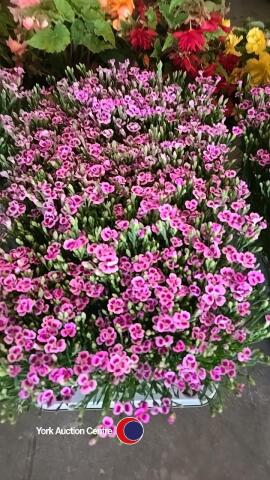 15 x Dianthus (pink kiss)