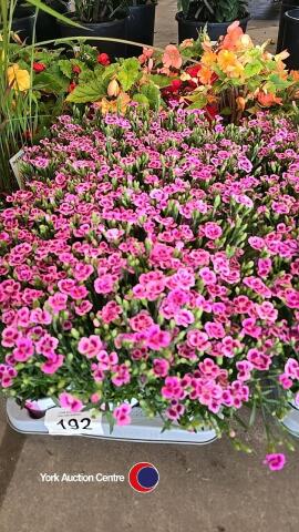 15 x Dianthus (pink kiss)