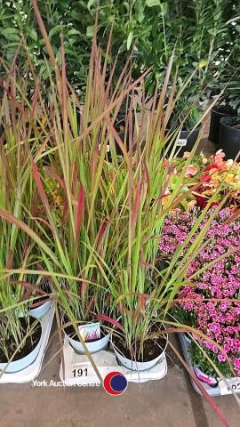 6 x Baron red grass