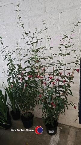 2 x Hardy Climbing Fuchsia, Lady Boothby