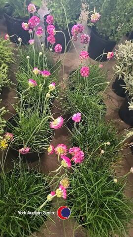 8 x Armeria, pink