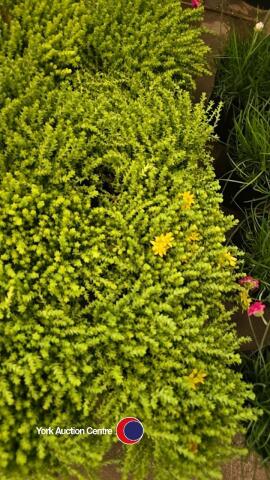 8 x Sedum Acre Aureum