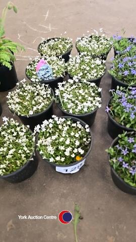 8 x Pratia Pendunculata, Alba