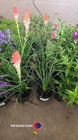 8 x Kniphofia, Red Hot Popsicle
