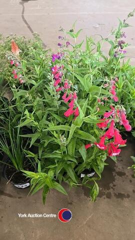 8 x Penstemon, Crown Mix