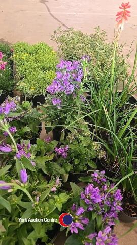 8 x Veronica, Ulster Blue Dwarf