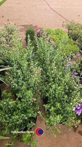 6 x Nepeta Calmintha