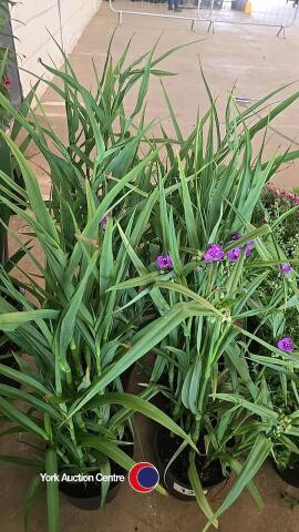 6 x Tradescantia, Charlotte