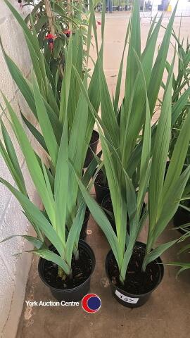 6 x Gladiola, Cerise Queen