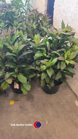 6 x Lobelia, Fan Scarlet