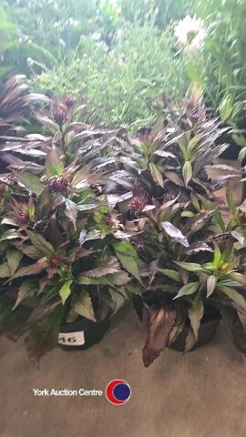 6 x Lobelia, Deep Rose