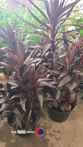 6 x Lobelia, Queen Victoria