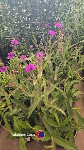 8 x Verbena Rigida, dwarf variety