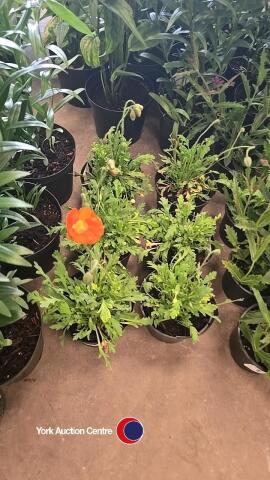 6 x Poppy, Pop Up Orange