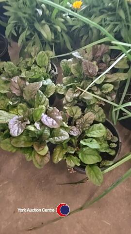4 x Ajuga Repans
