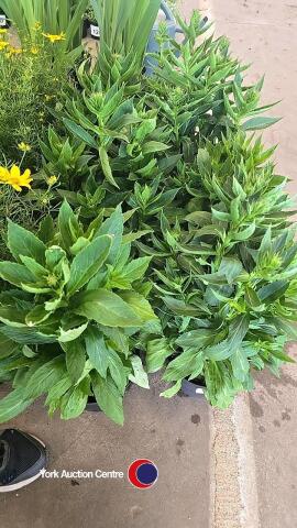 6 x Lobelia, Starship Blue