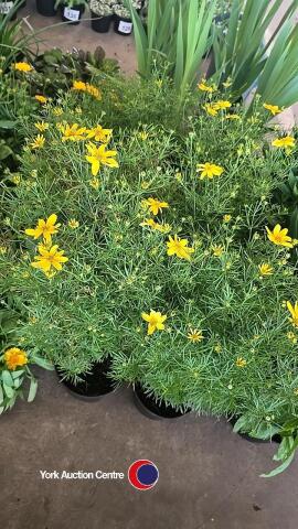 6 x Coreopsis Zagreb