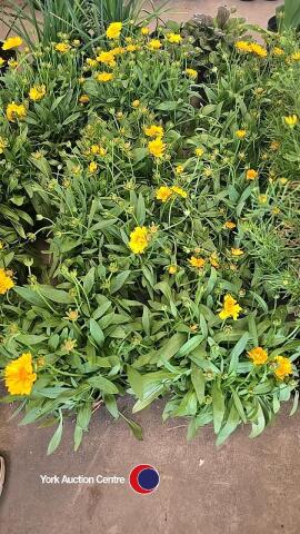 8 x Coreopsis Corey