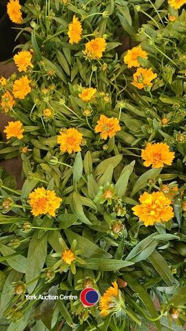 8 x Coreopsis Corey