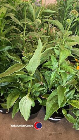 7 x Echinacea Pupurea, Double Decker
