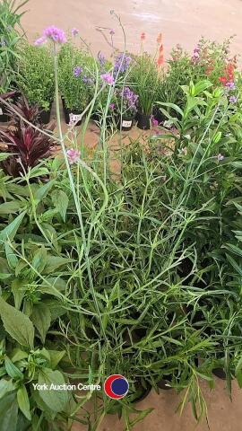 8 x Verbena Bonariensis