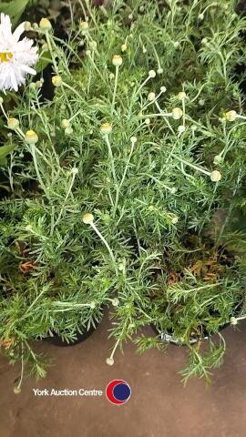 8 x Anthemis Lemon Ice