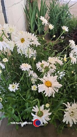 6 x Leucanthemum, Crazy Daisy