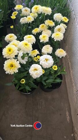 6 x Leucanthemum, Banana Cream