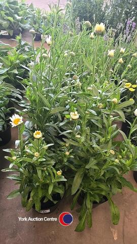 6 x Chrysanthemum, Bright Sides