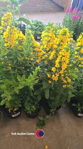 6 x Lysimachia Punctata