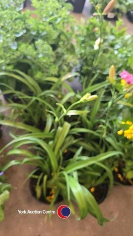 6 x Hemoracallis, mixed