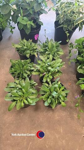 6 x Arabis Blepharophylla Rose