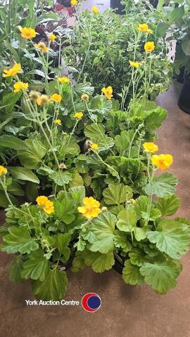6 x Geum, Tosai Yellow