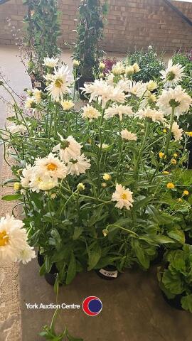6 x Leucanthemum, Crazy Daisy