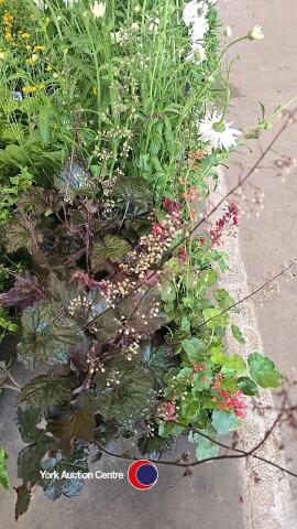 6 x Heuchera, 3 x Palace Purple, 3 x Corral Forest